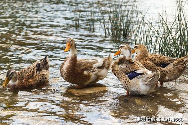 淘汰蛋鸭价格背后的故事，逆境中的自信与成长之路探寻