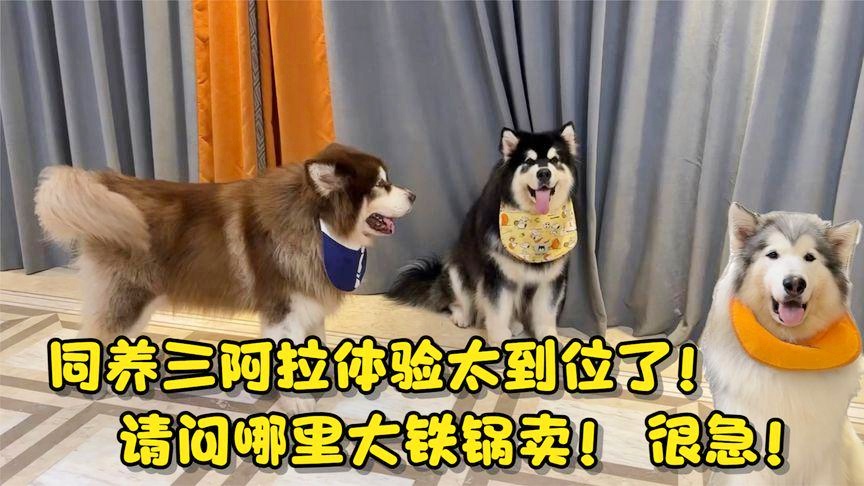 大猫最新最火，全面指南