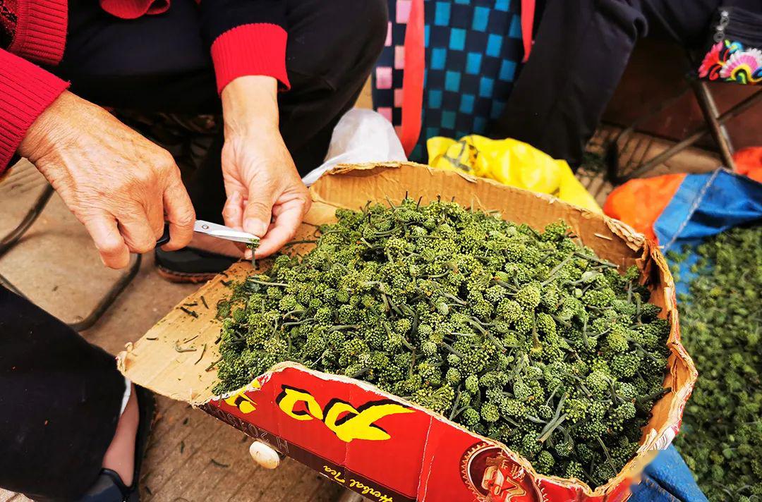 三七最新市场行情概览