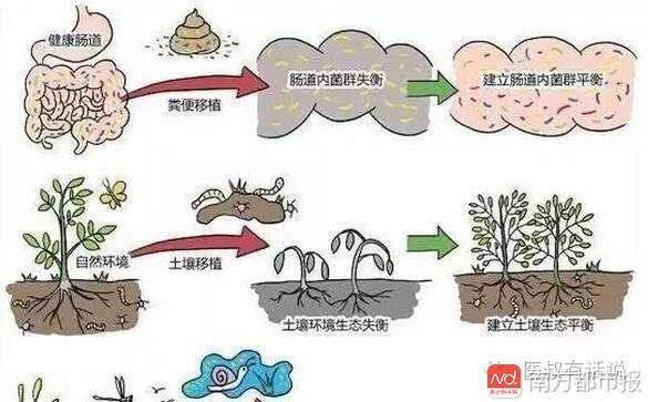 粪菌移植成功案例，重塑生命的希望之光新进展报道