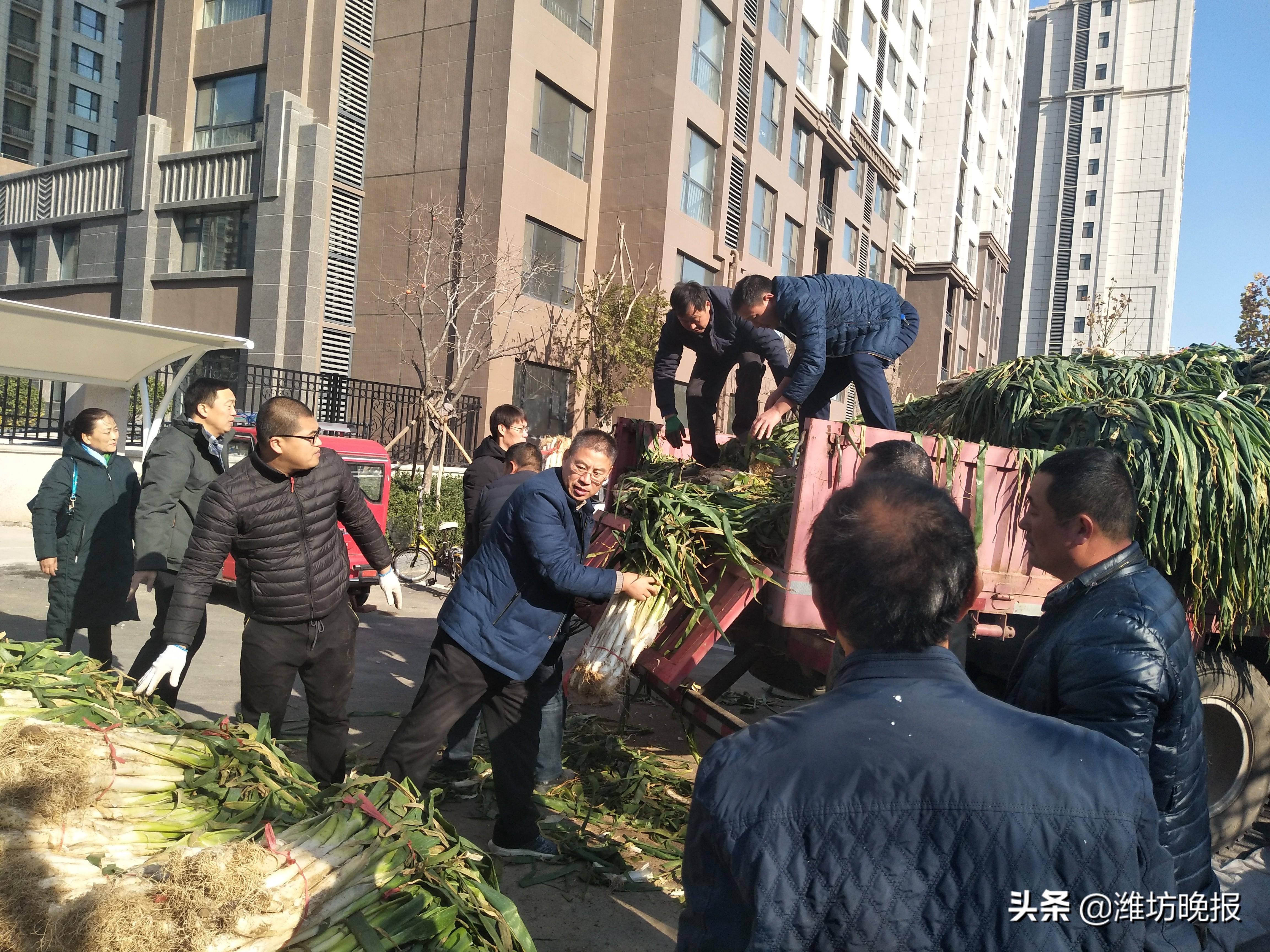 安丘大葱最新价格行情，科技引领产业焕新颜