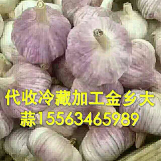 山东金乡大蒜最新价格行情分析与趋势预测